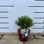 Borovica čierna (Pinus nigra) ´MARIE BREGEON´ – výška 20-30 cm, ⌀ 20-30 cm, kont. C4L 